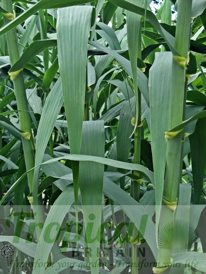 Arundo donax