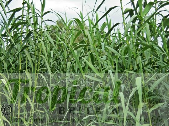 Arundo donax