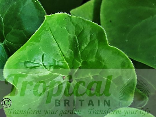 Asarum canadense