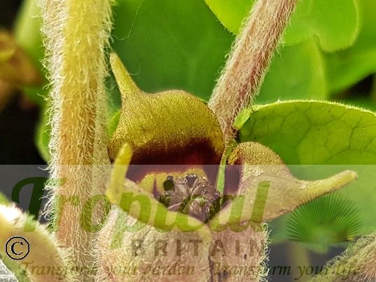 Asarum canadense