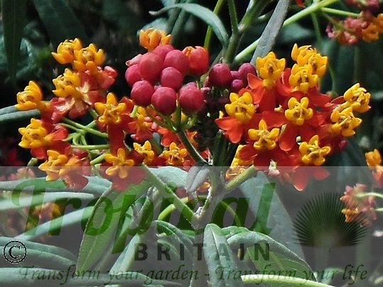 Asclepias curassavica