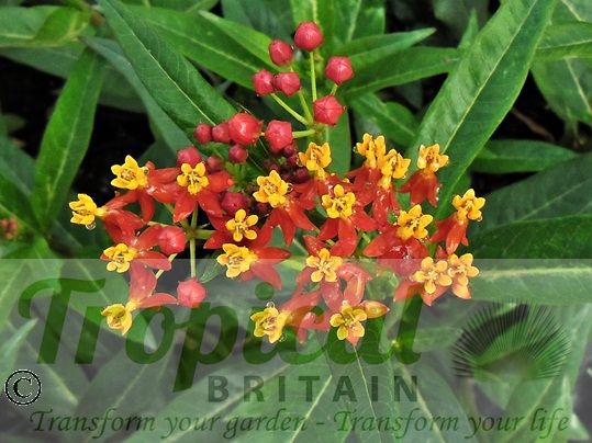 Asclepias curassavica