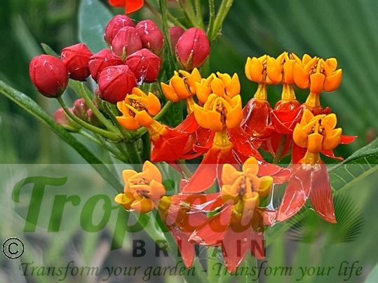Asclepias curassavica