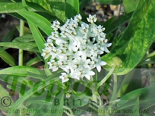 Asclepias incarnata 'Ice Ballet' - seeds