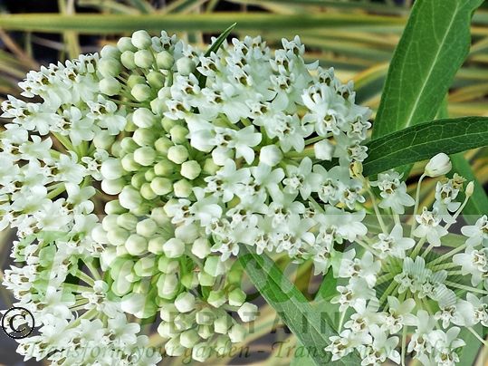 Asclepias incarnata 'Ice Ballet' - seeds