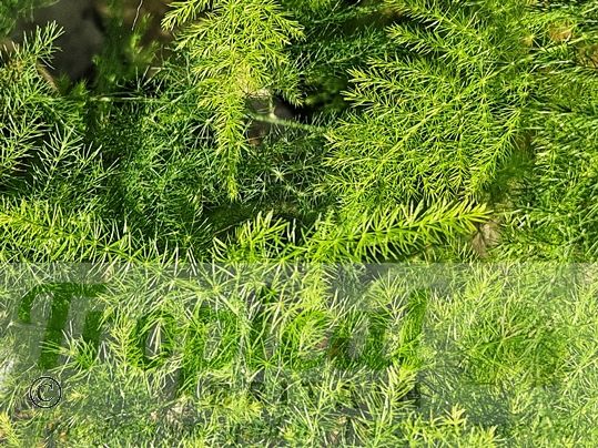 Asparagus setaceus