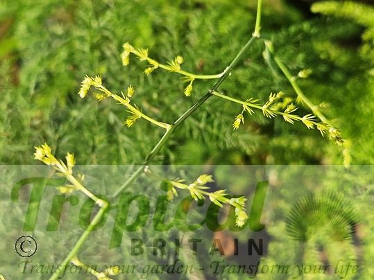 Asparagus setaceus