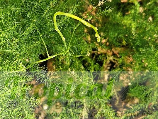 Asparagus setaceus