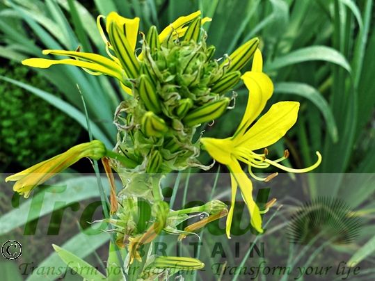Asphodeline lutea