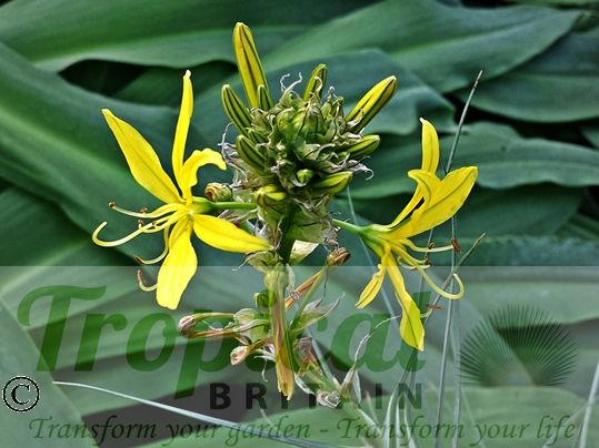 Asphodeline lutea