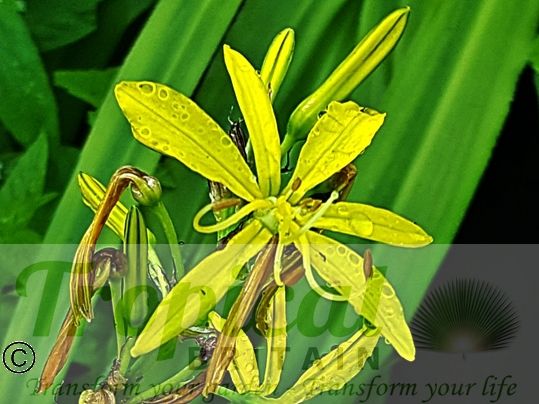 Asphodeline lutea