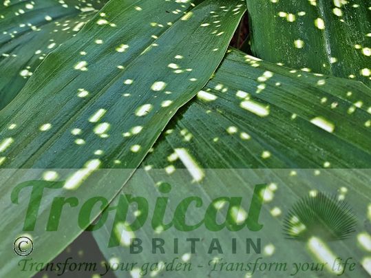 Aspidistra daibuensis 'Totally Dotty'