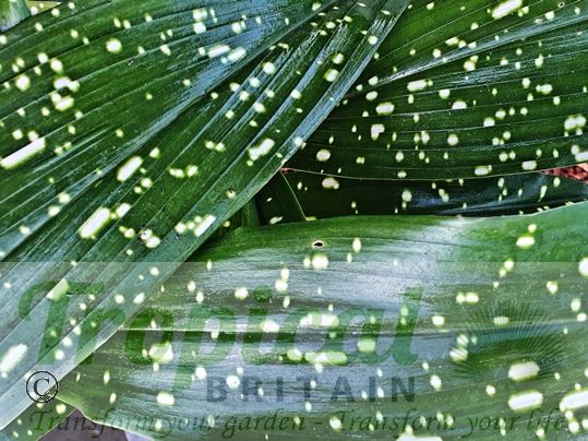 Aspidistra daibuensis 'Totally Dotty'