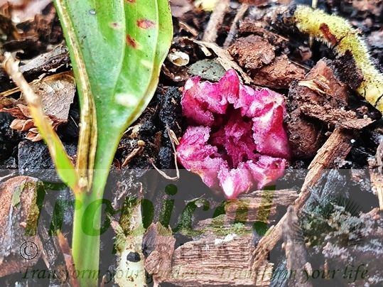 Aspidistra daibuensis 'Totally Dotty'