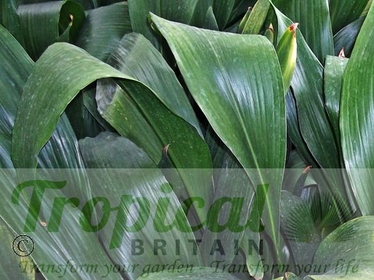 Aspidistra lurida