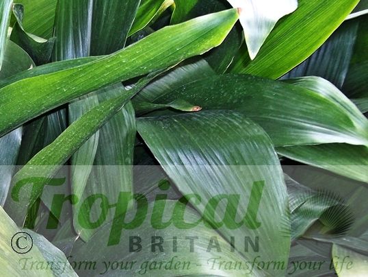 Aspidistra lurida