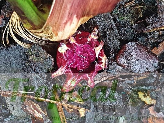 Aspidistra lurida