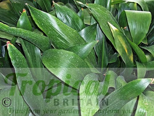 Aspidistra lurida