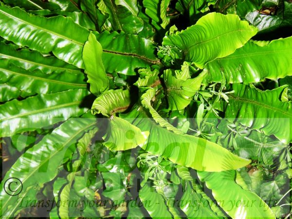Asplenium scolopendrium
