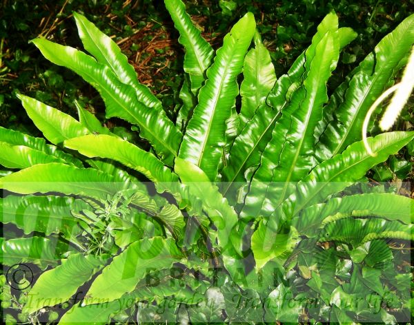 Asplenium scolopendrium