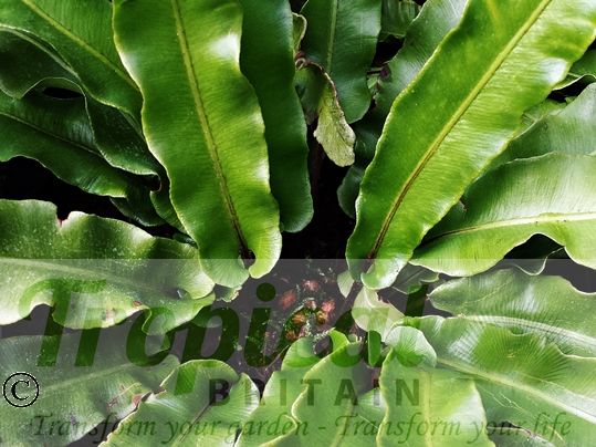 Asplenium scolopendriumv