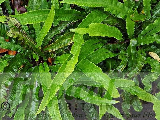 Asplenium scolopendrium