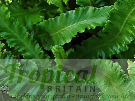 Asplenium scolopendrium 'Angustifolia'