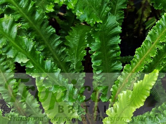 Asplenium scolopendrium 'Angustifolia'