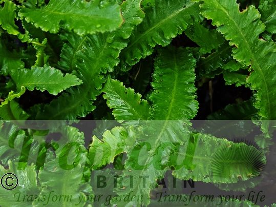 Asplenium scolopendrium 'Angustifolia'