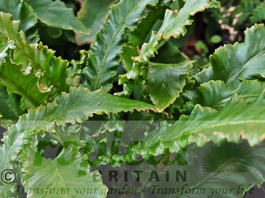 Asplenium scolopendrium 'Angustifolia'