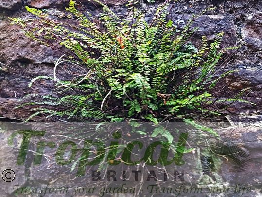 Asplenium trichomanes