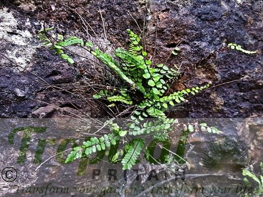 Asplenium trichomanes