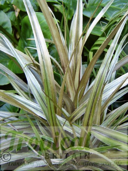 Astelia nervosa 'Westland'