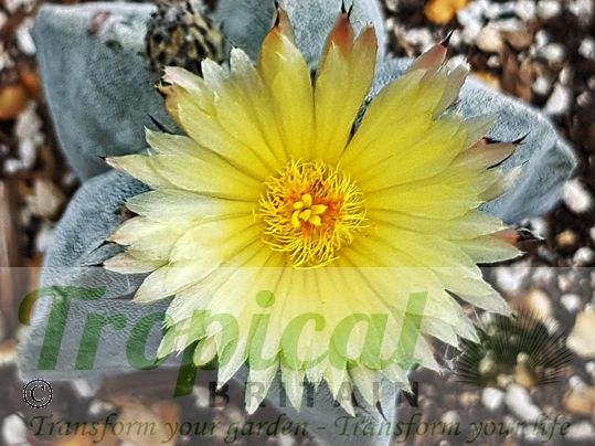 Astrophytum myriostigma
