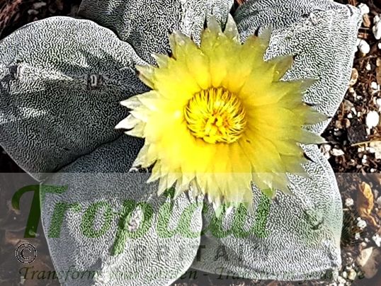 Astrophytum myriostigma