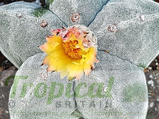 Astrophytum myriostigma