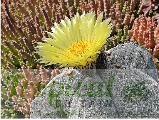 Astrophytum myriostigma
