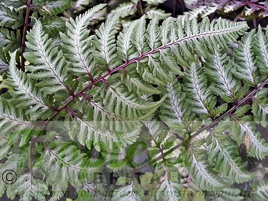 Anisocampium niponicum var pictum 'Burgundy Lace'