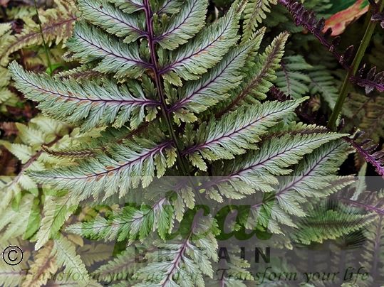 Anisocampium niponicum var pictum 'Burgundy Lace'