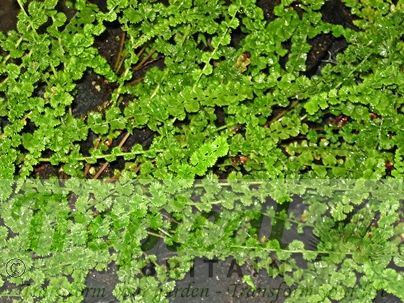 Athyrium filix-femina 'Frizelliae'