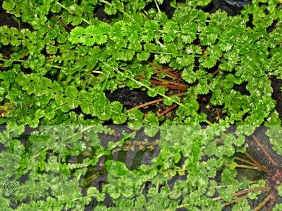 Athyrium filix-femina 'Frizelliae'