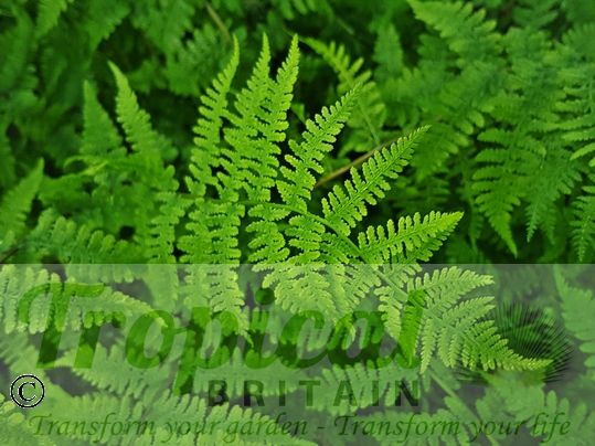 Athyrium filix-femina var. angustum 'Lady in Red'