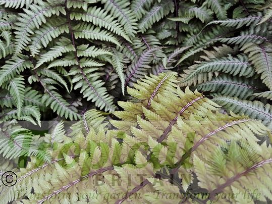 Athyrium x 'Ghost'