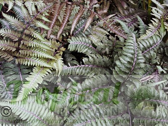 Athyrium x 'Ghost'