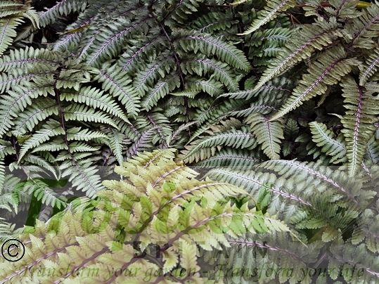 Athyrium x 'Ghost'