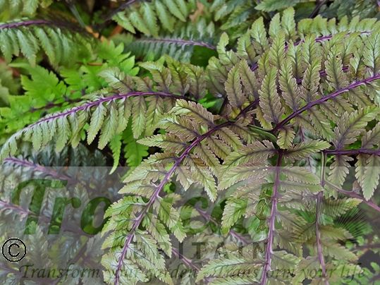 Anisocampium niponicum var pictum 'Ursula's Red'