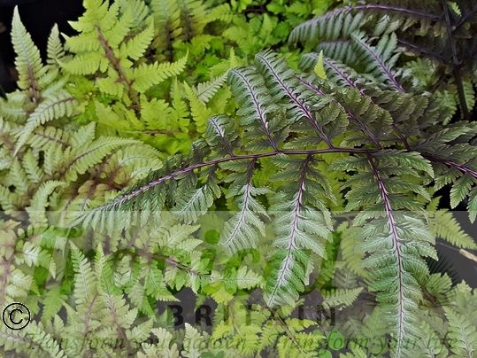 Anisocampium niponicum var pictum 'Ursula's Red'