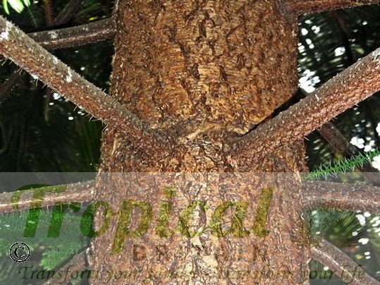 Araucaria heterophylla