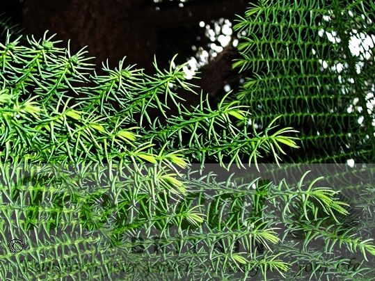 Araucaria heterophylla