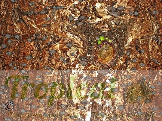 Araucaria heterophylla - distinctive bark